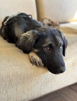 Junghund, Olaf, 47cm, 11,5kg sucht - Köln