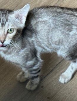 Tolles Bengal Silber Mädchen 6 Monate Reinrassige - Dortmund