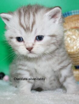 Das BESONDERE !! Britisch Kurzhaar Babys in Chocolate-Silver-Tabby u. Cinnamon-silver-Tabby !! - Köln