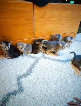 8 zuckersüße BKH Kitten Kätzchen - Welzheim