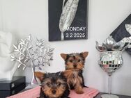 Yorkshire Terrier Hündinnen / Chip - Simbach