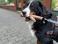 Berner Sennen Rüde - Bergisch Gladbach
