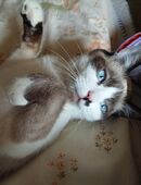 Verkaufe Siam snowshoe Katze zwei Jahre in 59269