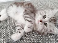Sehr verschmuste Sibirische Katzen - Limeshain