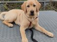Labrador Hündin sucht ein tolles Zuhause in 56330
