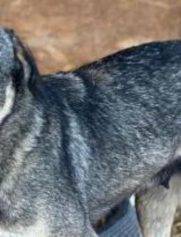 Yonka ist eine Seelenhündin 🐾 - Elsdorf (Nordrhein-Westfalen)