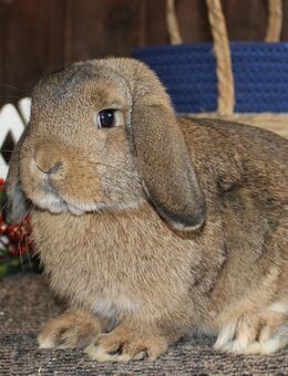 Ausgewachsene Zwergwidder Rammler Kaninchen Hasen Minilop SOFORT - Büchlberg