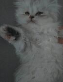 katze sucht neues Zuhause in 01069