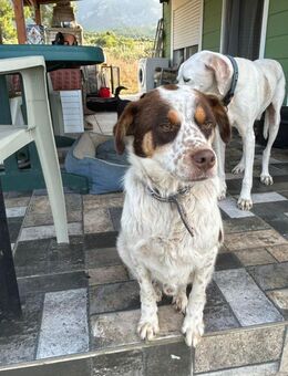 Herzenshund 🔹HENRY 🔹 - Nürtingen