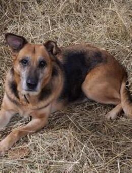 Bella und Diana suchen Paten - Hochheim (Main)