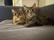 2 EKH Kater suchen ganz dringend ein neues Zu Hause - Duisburg