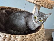 1BKH Haus Katze Kitten - Hattingen