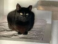 Nelson (FeLV+) sozial, lieb & verschmust - Wilhelmsfeld
