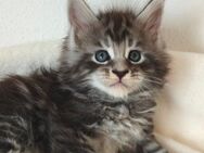 Maine Coon Kätzchen Reinrassige - München