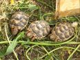 griechische Breitrandschildkröten T.marginata, NZ 2023 in artgerechte Haltung abzugeben in 53229