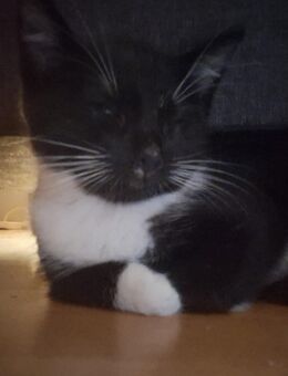 Baby katzen - Lübtheen Zentrum