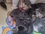 Katzenbabys kitten suchen kuschelplätze - Salzgitter