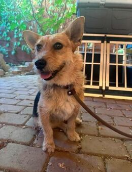 Frida sehnt sich nach einem Körbchen - Nordwalde