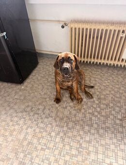 5 mon alte reinrassige south Afrikan Boerboel Hündin mit seltener Brindlezeichnung - Johannesberg