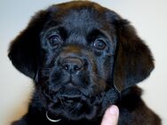 Labrador Welpen mit FCI Papiere VDH Zucht - Neukirchen (Pleiße)