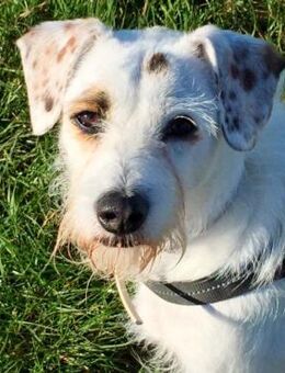 G I N O - sucht Terrier-Kenner...... - Kempen