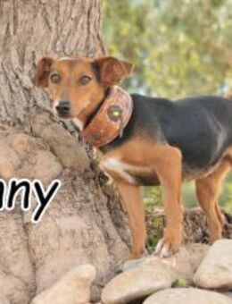 Bist du der Mensch für Lenny?❤️ - Essingen (Rheinland-Pfalz)