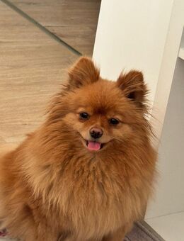 Liebevolle neue Familie für meinen Pomeranian gesucht - Hückelhoven Zentrum