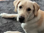 Labrador 8 Monate alt sucht neues zuhause - Undenheim