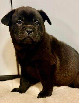 Absofort Auszugbereit Chow/Chow - Bulldogge Mix Hündin - Wiesbaden Kastel