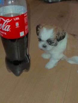 Imperial Shih Tzu toy suchen Ende November neuen Dösenöffner! - Köln