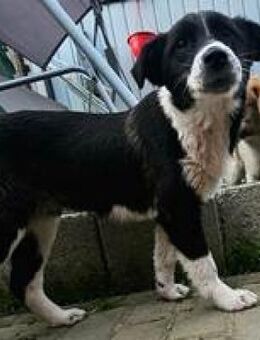 Nyra verträgliche nette Junghündin - Hüllhorst