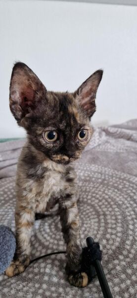 Devon Rex kitten ( Sphinx) - Kirchberg (Hunsrück)