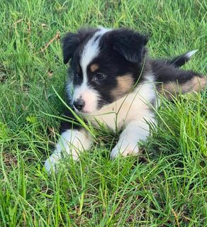 Australian Shepherd Welpen ab 10.5.25 abzugeben