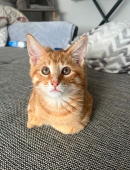 Süße Babykatzen suchen liebevolles Zuhause!🐾 - Bochum Eppendorf