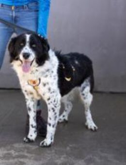 Stracciatella ist ein wundervoller Rüde - München