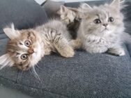 4 süße Britische Kitten abzugeben - Gommern Menz