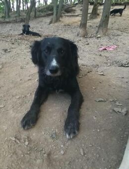 Auf der Suche, unser dexter! - Itzehoe