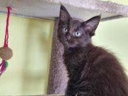 Maine coon Snowbengale Mix Kitten - Bous