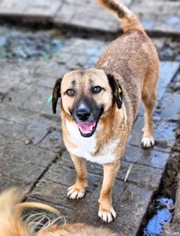 CHUPPI ~Gute-Laune-Hund in kleiner Größe - Duisburg