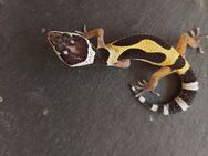 Leopardgecko weibchen wild Type cross Black Night - Winterthur