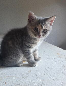 Bkh Kitten sucht - Vechelde