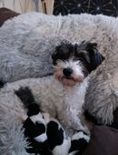 Biewer Yorkshire Terrier Welpen in 06905