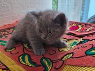 Bkh kitten grau - Rhede