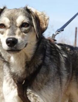 Mayli sucht ein liebevolles Zuhause - Kleinostheim