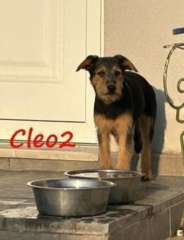 Cleo2 neugierige kleine Welpin 01/25 GRC - Ruppertsecken