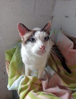 Rolo liebt die Ruhe - Haar