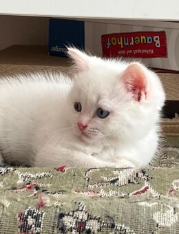 BKH Kätzchen Kater Blue, weiss - Buchholz (Nordheide)