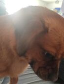 Verschmuste Hündin sucht schmusenden Wirkungskreis in 80937