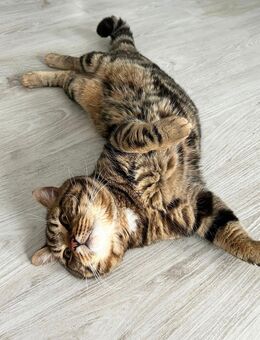Bengal Britisch Kurzhaar Kater - Castrop-Rauxel