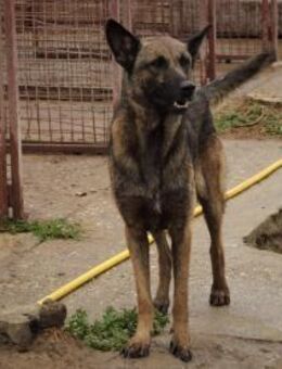 Seelenhund Zeus sucht seinen Hof - Müglitztal